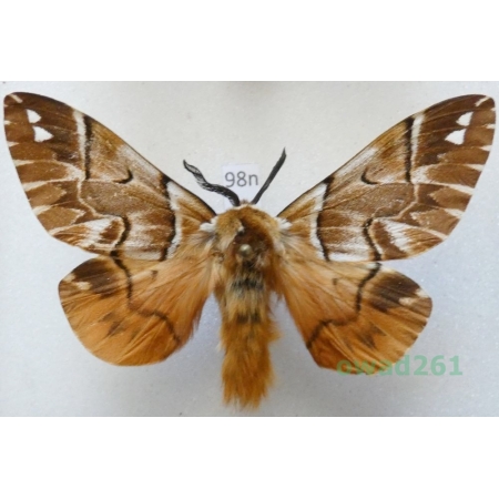 Endromis versicolora (Linnaeus, 1758) male Poland98n
